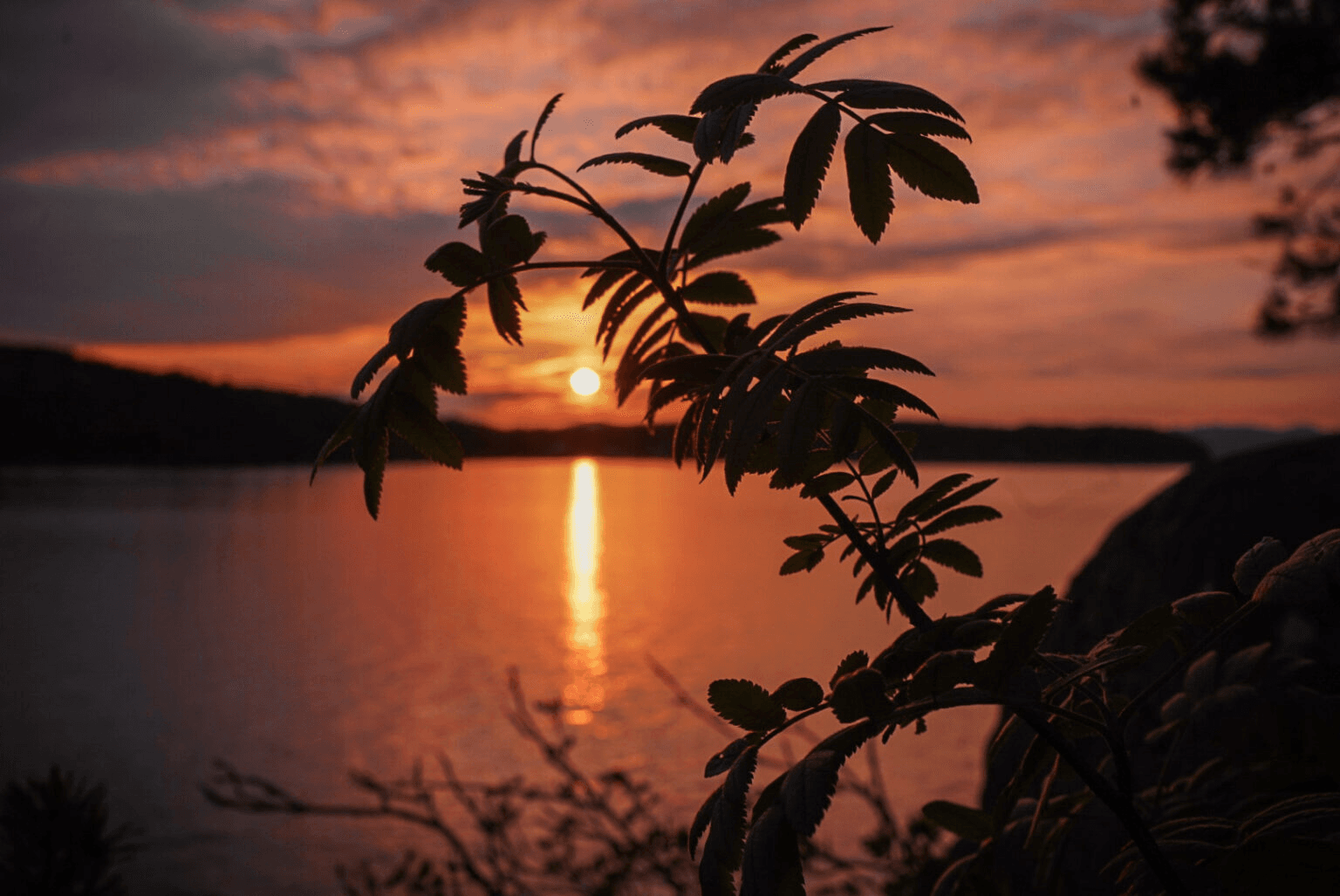 Oransje solnedgang over vannet sett gjennom mørke blader.